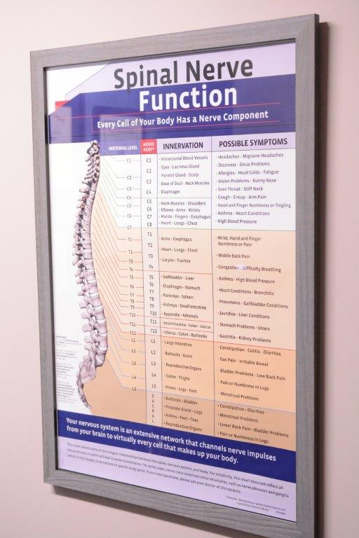 Spinal Nerve Model Back ON TRack Chiropractic And Acupuncture