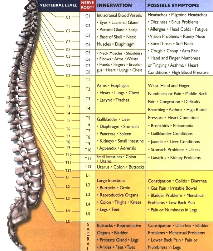 Spinal nerve dysfunction may lead to symptoms along the path of the nerve.  Chiropractic manipulation or adjustment to the joints may improve nervous system communication.