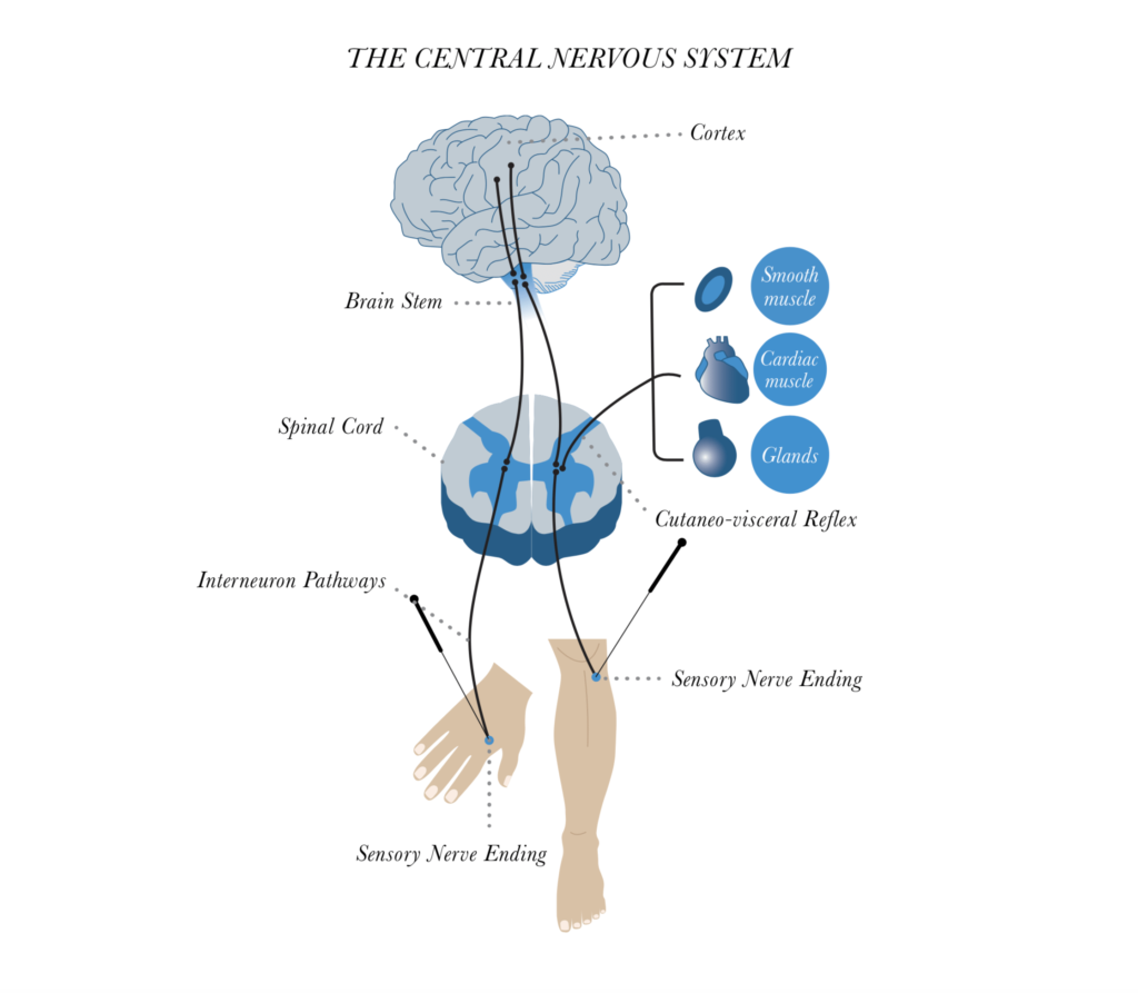 Chemical and Physiological mechanism of Acupuncture Overland Park Kansas 66210